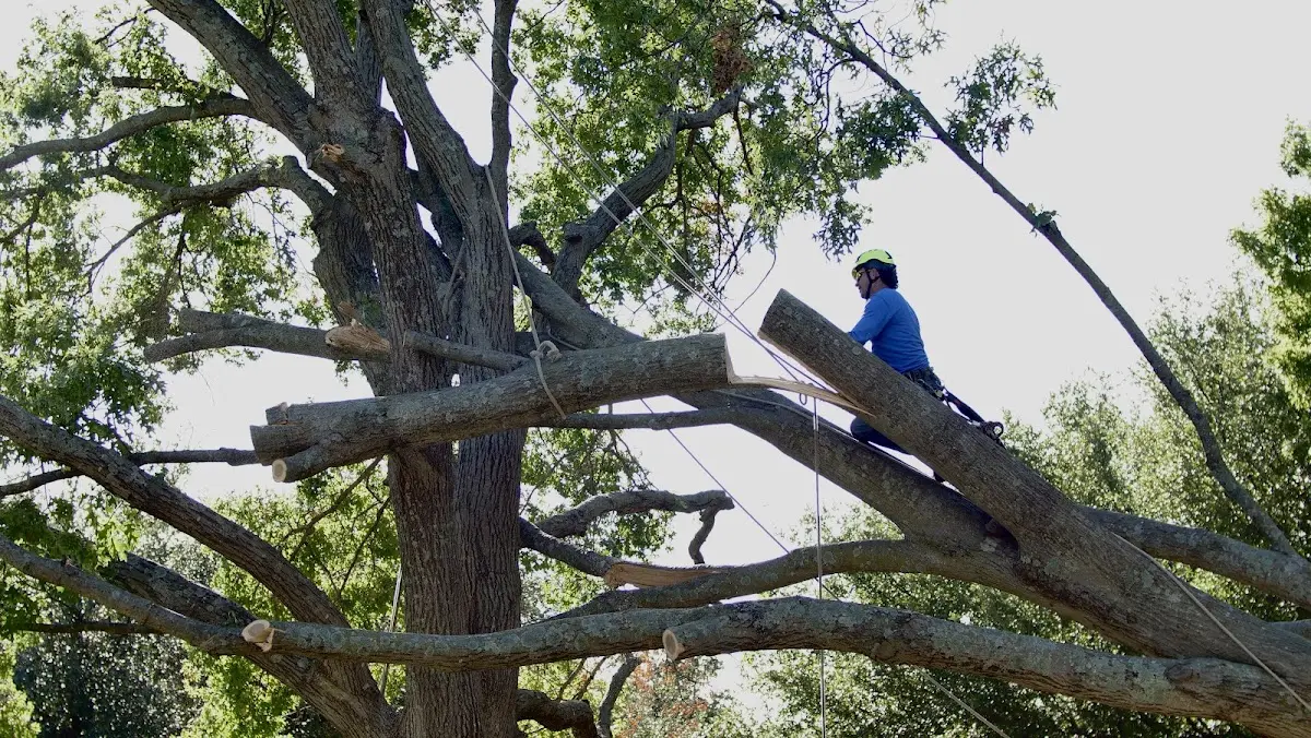 Professional Crown Thinning performed by certified arborists in Vineyard Haven
