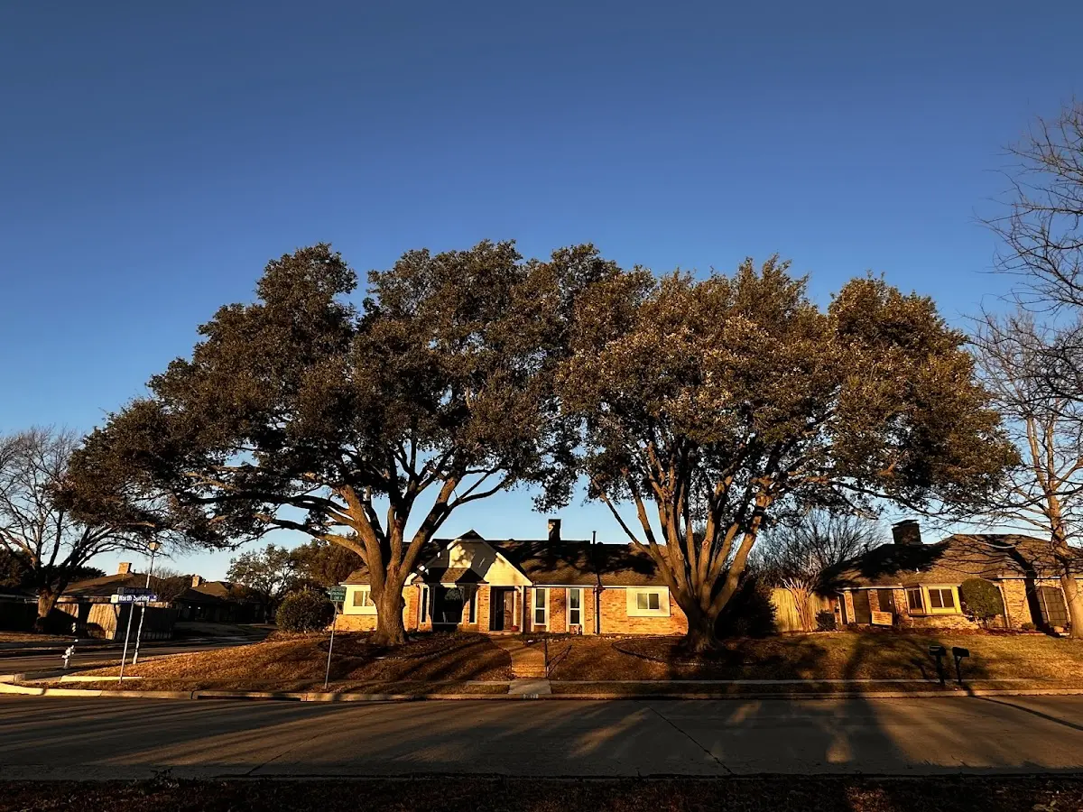Established residential canopy tree shading a home in Vineyard Haven